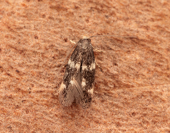 38.030 BF601 Elachista albifrontella
