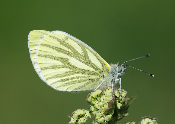 Green-veined White Pieris napi
