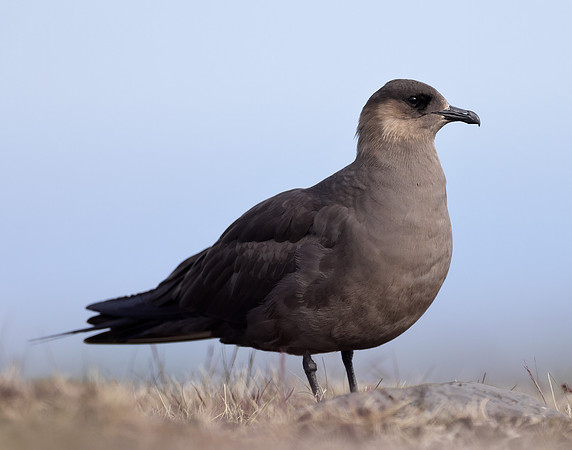 Arctic Skua Stercorarius parasiticus