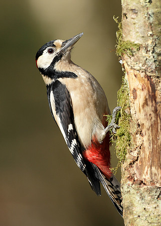 Great Spotted Woodpecker Dendrocopus major