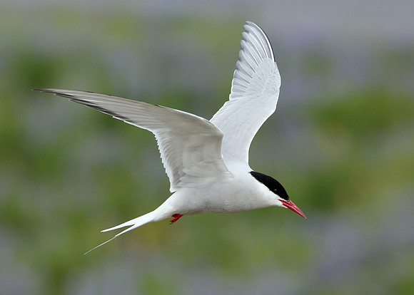 Arctic Tern Sterna paradisaea