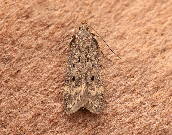 35.043 BF784 Bryotropha galbanella