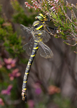 Golden-ringed Dragonfly Cordulegaster boltonii