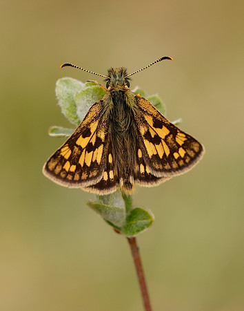 Chequered Skipper Carterocephalus palaemon