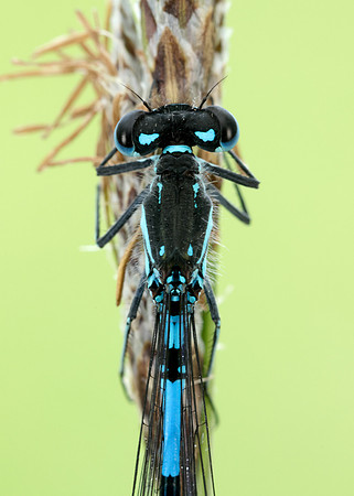 Variable Damselfly Coenagrion pulchellum