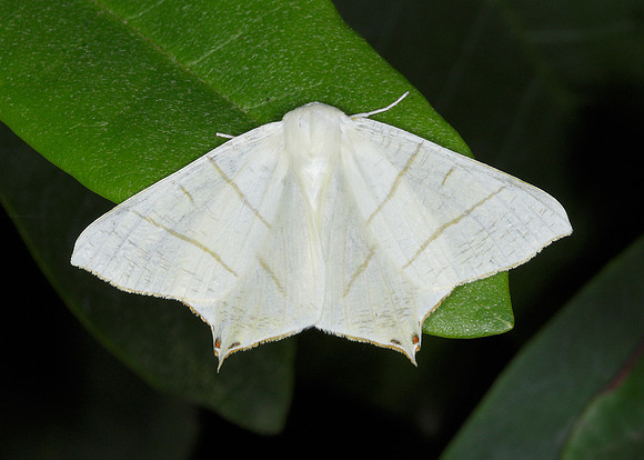 70.243 BF1922 Swallow-tailed Moth Ourapteryx sambucaria