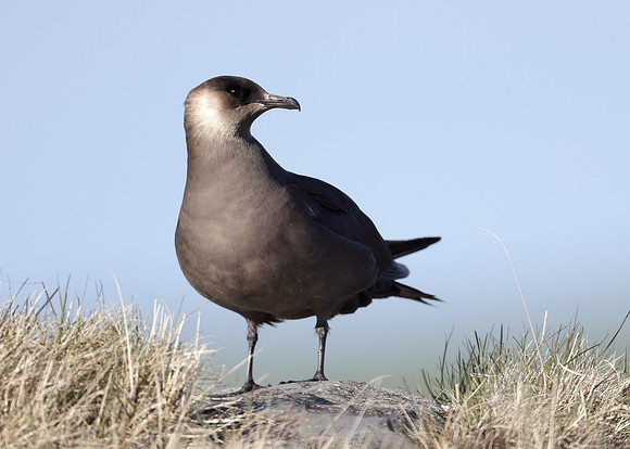 Arctic Skua Stercorarius parasiticus