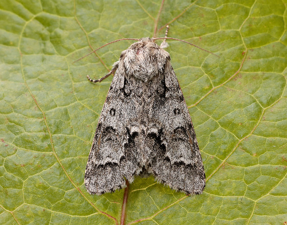 73.042 BF2286 Light Knot Grass Acronicta menyanthidi