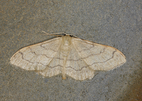 70.016 BF1713 Riband Wave Idaea aversata