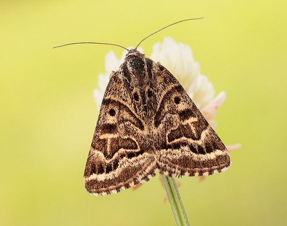 72.084 BF2462 Mother Shipton Euclidia mi