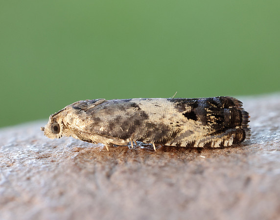 49.367 BF1236 Pammene fasciana