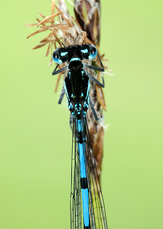 Variable Damselfly Coenagrion pulchellum