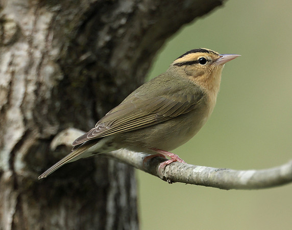Worm-eating Warbler Helmitheros vermivorum