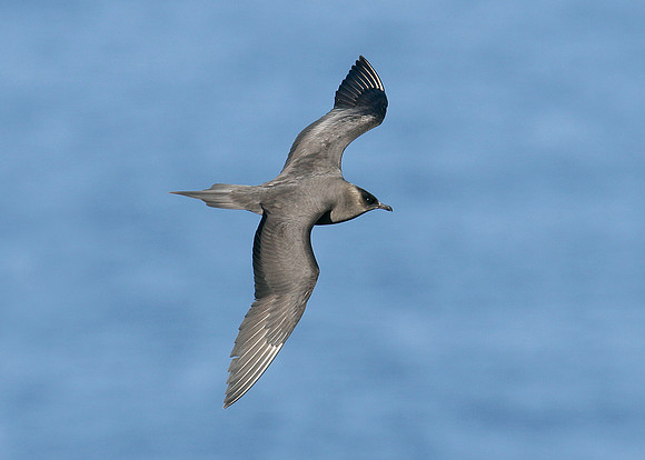 Arctic Skua Stercorarius parasiticus