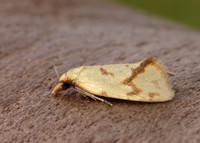 49.109 BF937 Agapeta hamana
