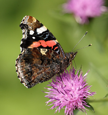 Red Admiral Vanessa atalanta