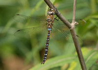 Migrant Hawker Aeshna mixta