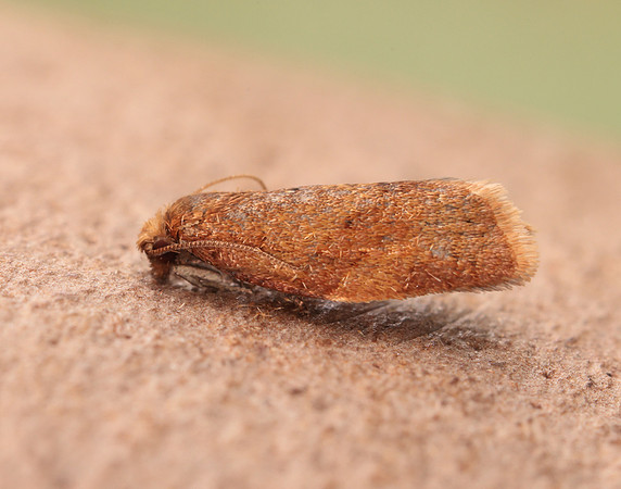 49.038 BF994 Clepsis consimilana