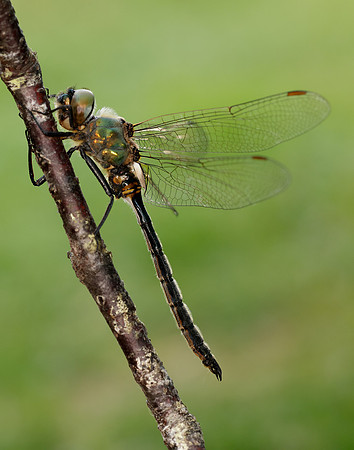 Northern Emerald Somatochlora arctica