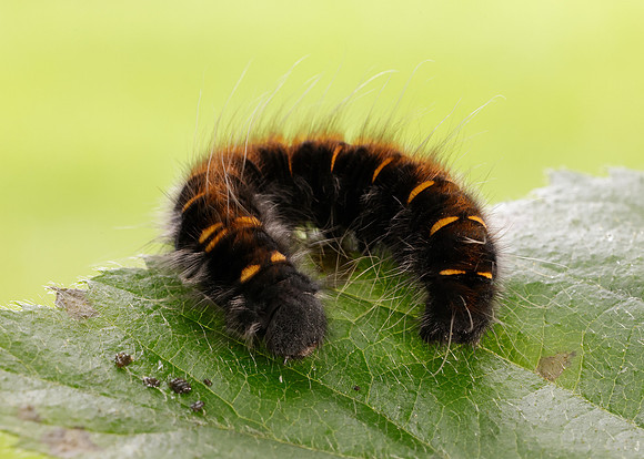 66.008 BF1638 Fox Moth Macrothylacia rubi