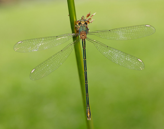 Willow Emerald Chalcolestes viridis