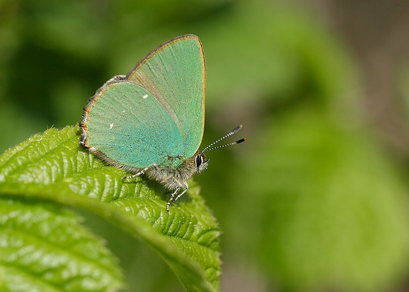 Green Hairstreak Callophrys rubi
