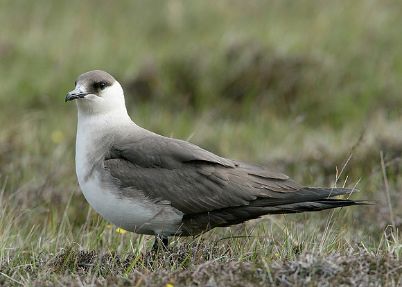 Arctic Skua Stercorarius parasiticus