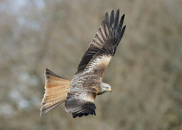 Red Kite Milvus milvus