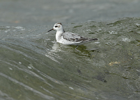 Grey Phalarope Phalaropus fulicarius