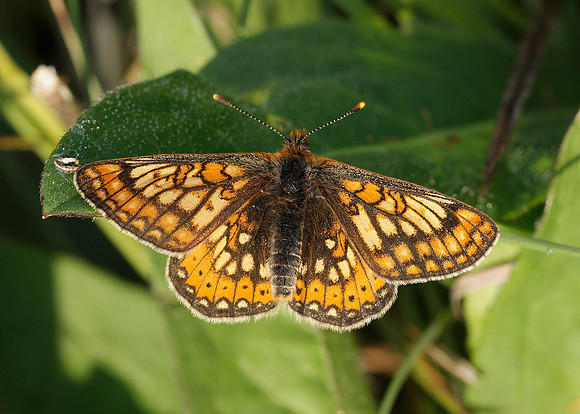 Marsh Fritillary Euphydryas aurinia