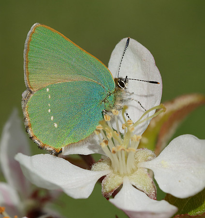 Green Hairstreak Callophrys rubi