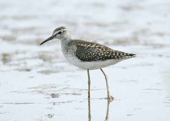 Wood Sandpiper Tringa glareola