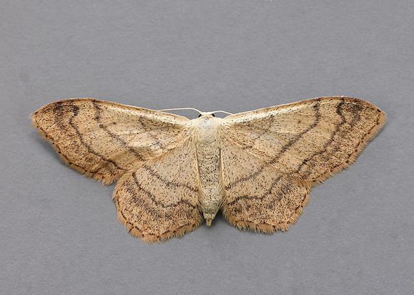 70.016 BF1713 Riband Wave Idaea aversata