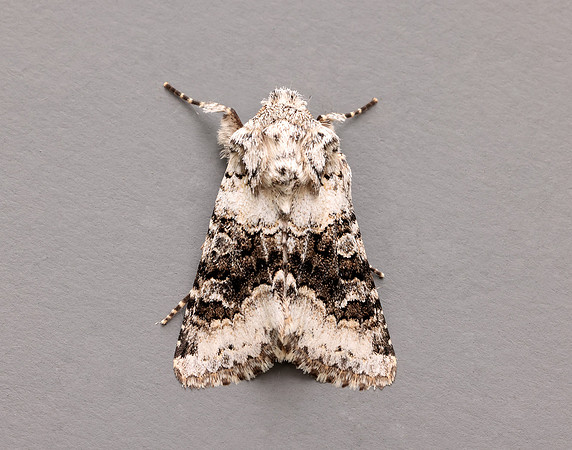 73.279 BF2164 Broad-barred White Hecatera bicolorata