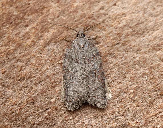 49.069 BF1041 Acleris sparsana