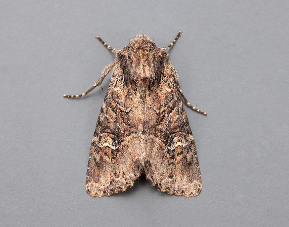 73.159 BF2331 Small Clouded Brindle Apamea unanimi