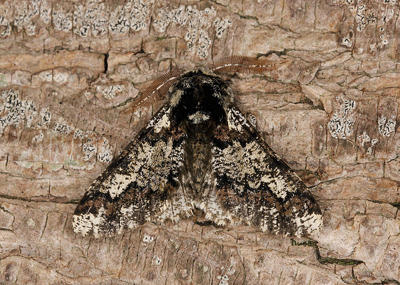 70.251 BF1930 Oak Beauty Biston strataria