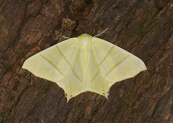 70.243 BF1922 Swallow-tailed Moth Ourapteryx sambucaria