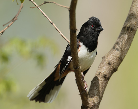 Eastern Towhee Pipilo erythrophthalmus