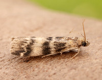 62.048 BF1470 Euzophera pinguis