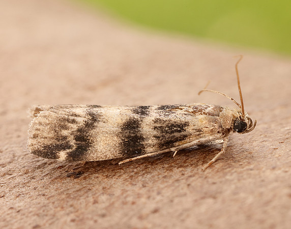 62.048 BF1470 Euzophera pinguis