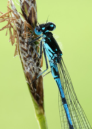 Variable Damselfly Coenagrion pulchellum