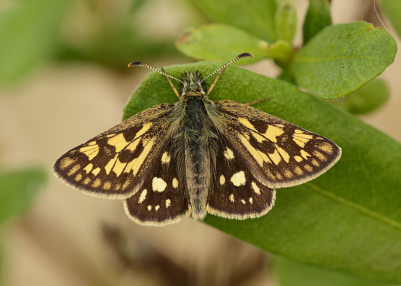 Chequered Skipper Carterocephalus palaemon