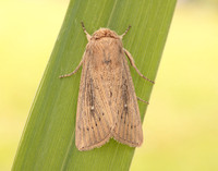 73.302 BF2204 Obscure Wainscot Leucania obsoleta
