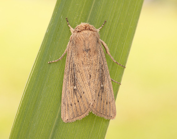 73.302 BF2204 Obscure Wainscot Leucania obsoleta