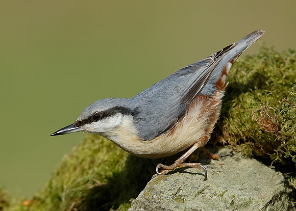Nuthatch Sitta europaea