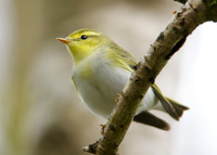 Wood Warbler Phylloscopus sibilatrix