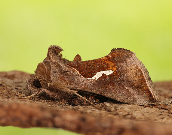 73.010 BF2436 Dewick's Plusia Macdunnoughia confusa