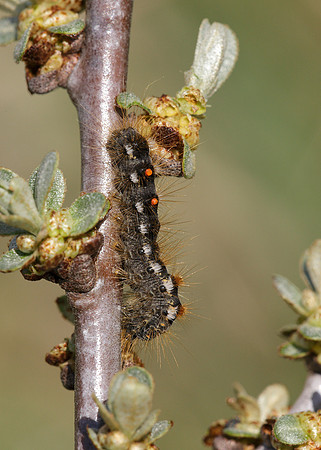 72.012 BF2029 Brown-tail Euproctis chrysorrhoea