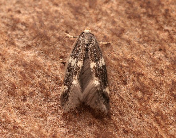 38.030 BF601 Elachista albifrontella